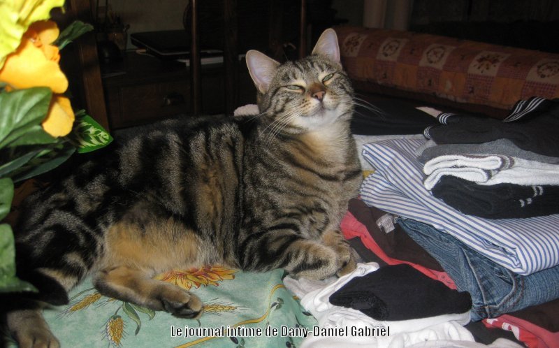 chat linge propre