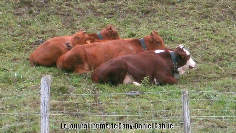 vache savoie france