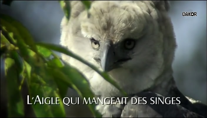 L'aigle qui mangeait des singes [TVRIP]