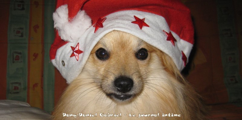 gribouille le chien spitz allemand