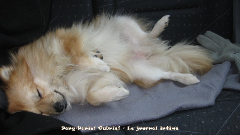 gribouille le chien spitz allemand