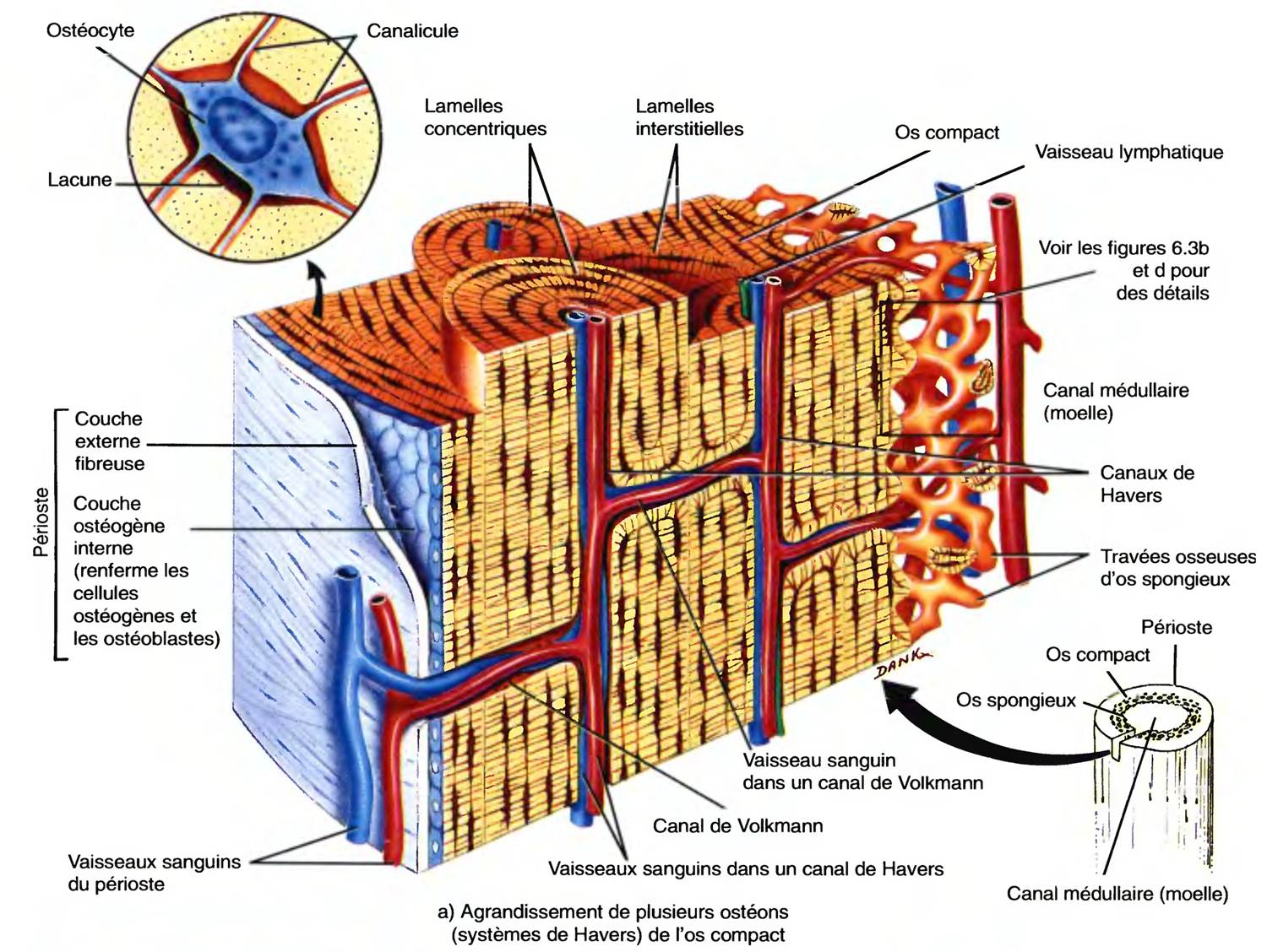 OSTEOLOGIE