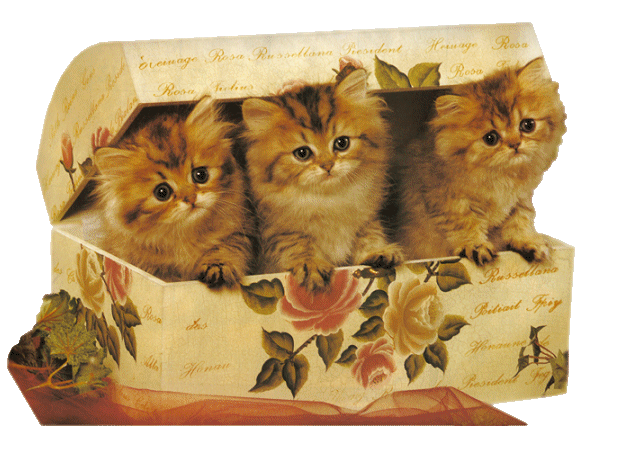 Коты, кошки, котята - клипарт в формате PNG на прозрачном фоне - Животные - Клипарты PNG и PSD - Графический дизайн - Сайт Дикой