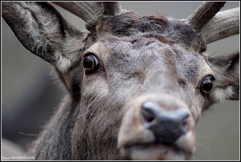 Cerf laphe (cervus elaphus) par Pierre BOURGUIGNON