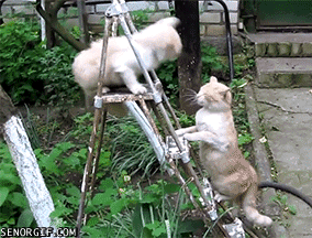 http://nsm08.casimages.com/img/2013/02/24//13022401313210078410899728.gif