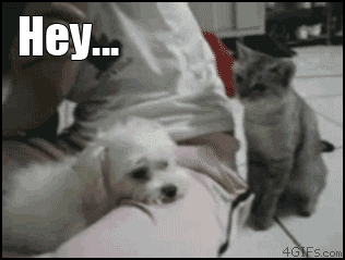 http://nsm08.casimages.com/img/2013/04/28//13042807330010078411131457.gif