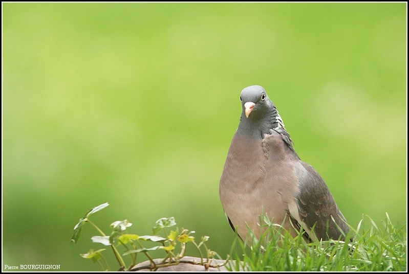 Palombe ou Pigeon ramier (Columba palumbus) par Pierre BOURGUIGNON, photographe animalier, Belgique