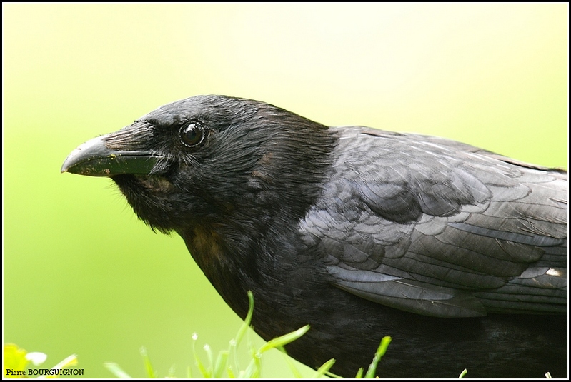 Corneille noire (Corvus corone) par Pierre BOURGUIGNON, photographe animalier, Belgique