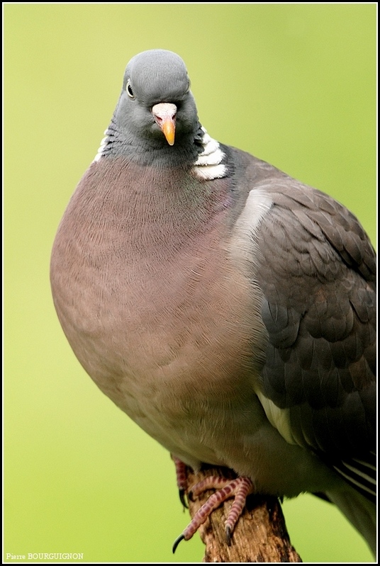 Pigeon ramier / Palombe (Columba palumbus) par Pierre BOURGUIGNON, photographe animalier, Belgique