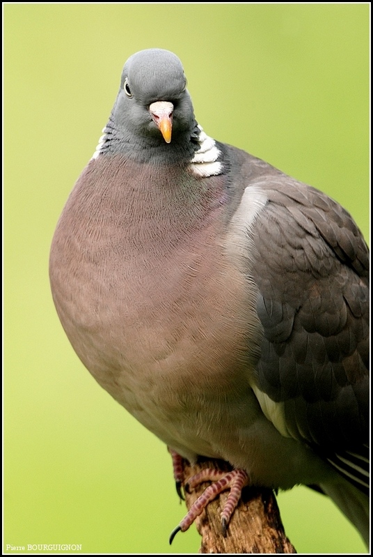 Palombe ou Pigeon ramier (Columba palumbus) par Pierre BOURGUIGNON, photographe animalier, Belgique