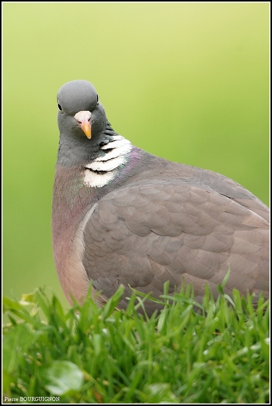 Palombe ou Pigeon ramier (Columba palumbus) par Pierre BOURGUIGNON, photographe animalier, Belgique