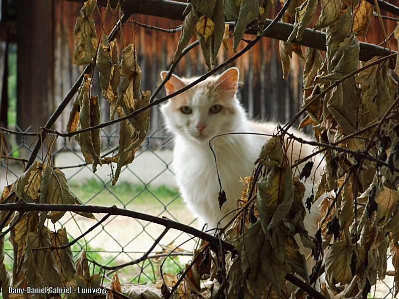 flocon le chat