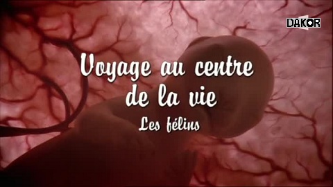 Voyage au centre de la vie - Les félins Voyage au centre de la vie - Les félins