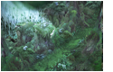 Forêt Maudite