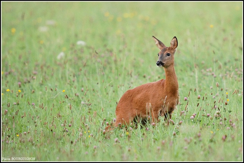 Chevreuil (Capreolus capreolus) photographie animalière par Pierre