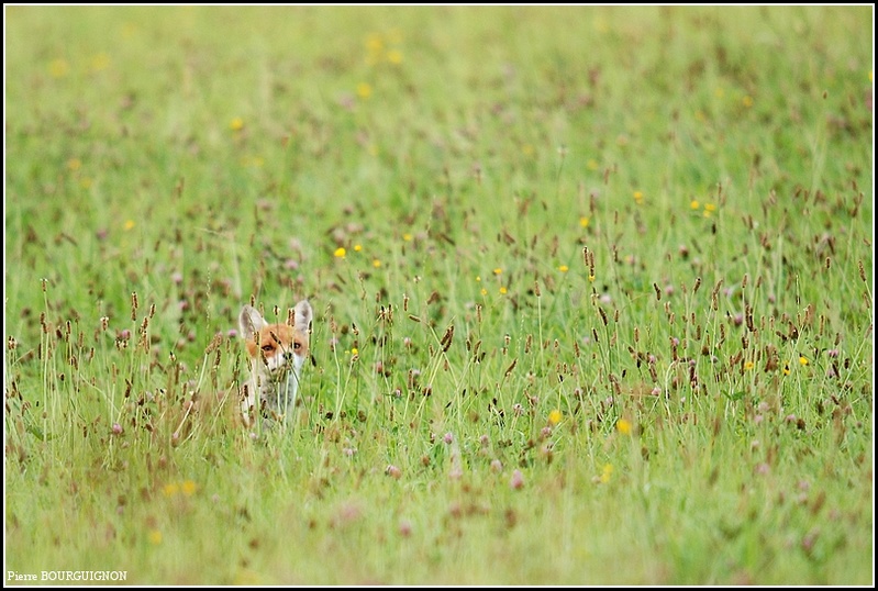 Renard roux (vulpes vulpes) par Pierre BOURGUIGNON, photographe animalier, Belgique