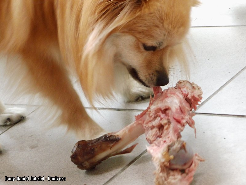 chien os