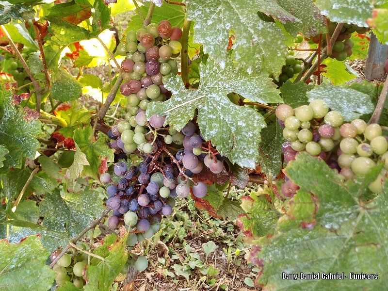 vigne raisin savoie