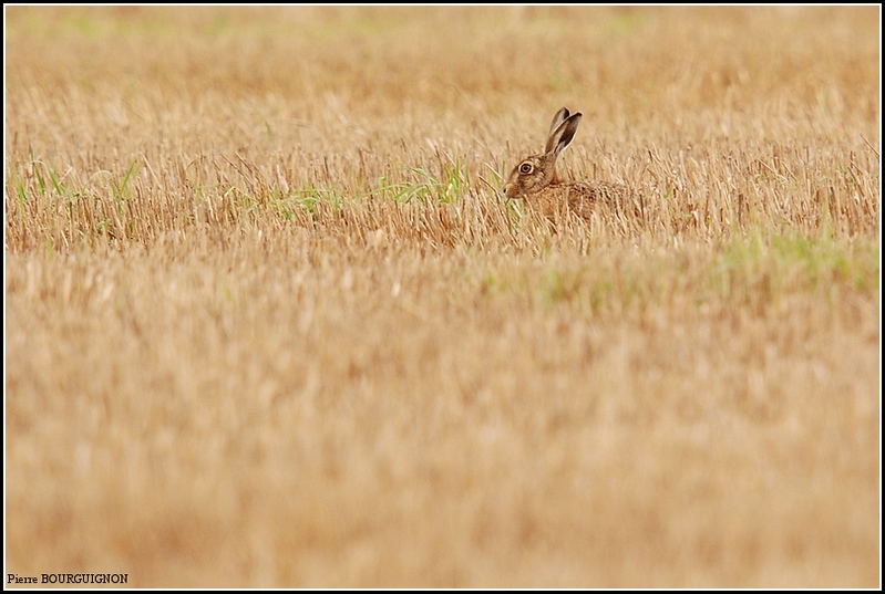 Livre (Lepus) par Pierre BOURGUIGNON, photographe animalier, Belgique