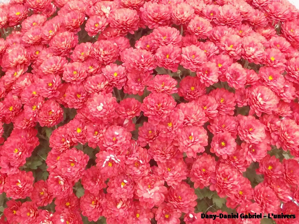 chrysanthèmes