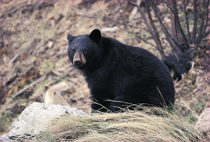 rencontre animaux pour saillie