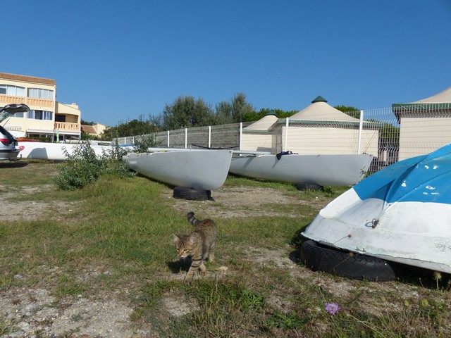 Blog de benjamindupont : Le Blog de Dup's, Hobie cat 16 vendu, bonjour Tornado !