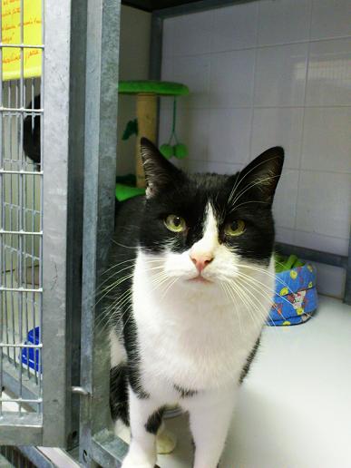 chat maisons laffitte