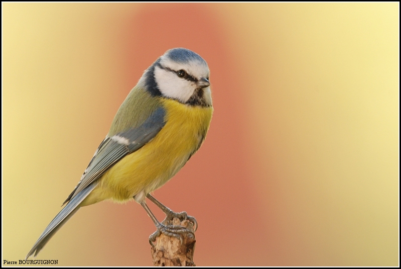 M�sange bleue (Cianistes caeruleus) par Pierre BOURGUIGNON