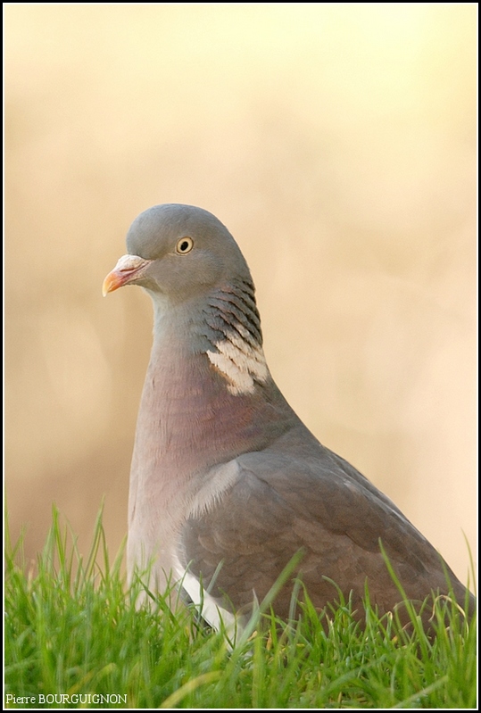 Palombe ou Pigeon ramier (Columba palumbus) par Pierre BOURGUIGNON, photographe animalier, Belgique
