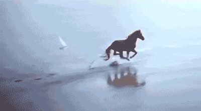 gif cheval court plage