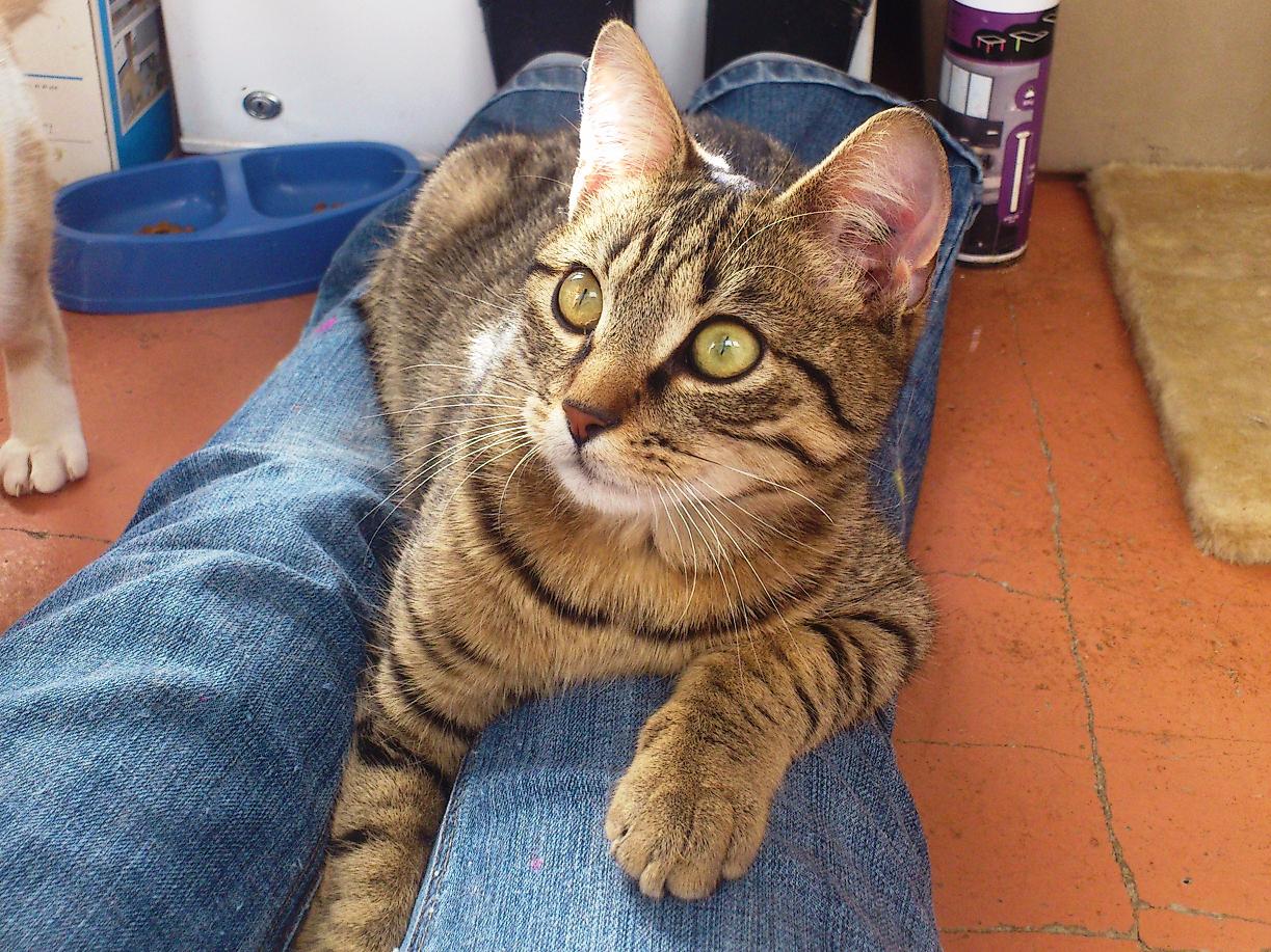 chat maisons laffitte