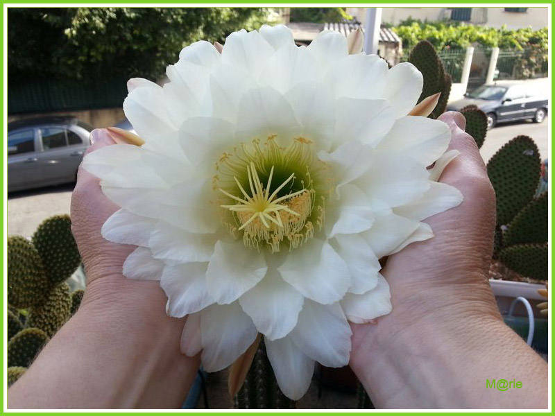 Plantamitié