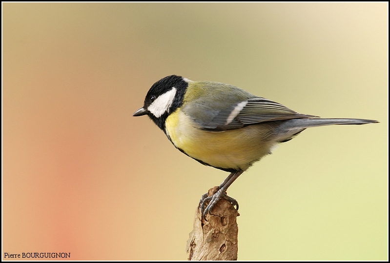 Msange charbonnire (Parus major), photographies animalires par Pierre BOURGUIGNON, photographe animalier, Belgique