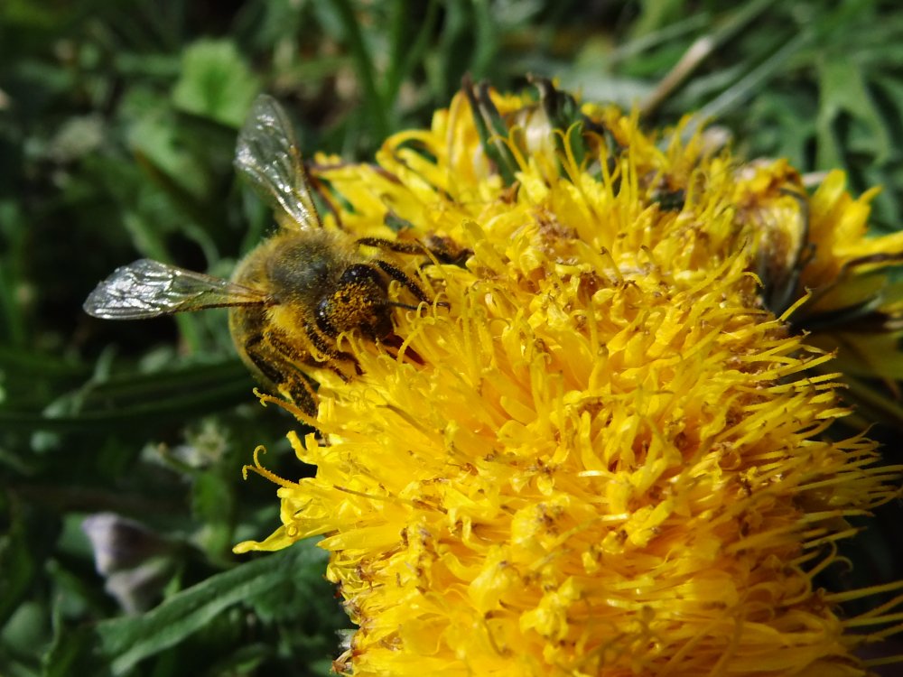 Les photographies DDG - Bourdon sur pissenlit macrophoto bourdon