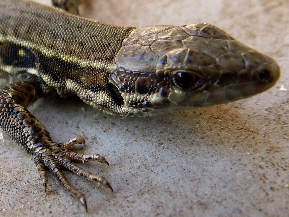 Les photographies DDG - Lézard sur la pavé