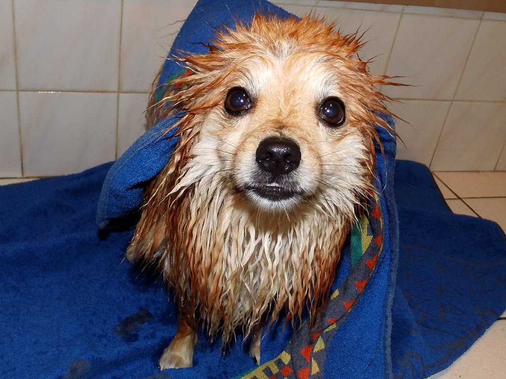 Gribouille sortie du bain