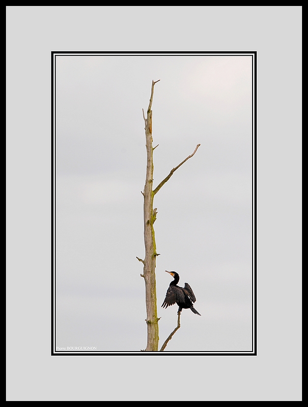 Grand cormoran (Phalacrocorax carbo) par Pierre BOURGUIGNON, photographe animalier