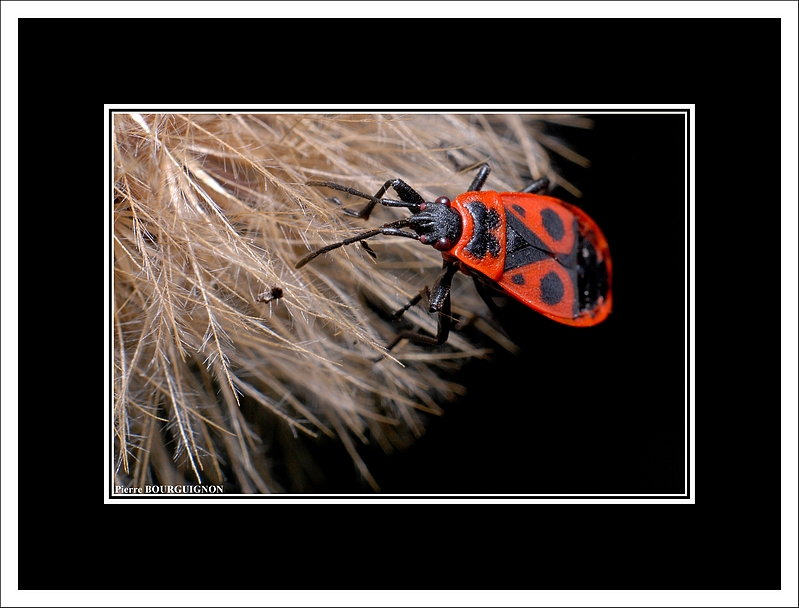 Punaise au corps de feu (Pyrrhocoris apterus) par Pierre BOURGUIGNON, photographe animalier