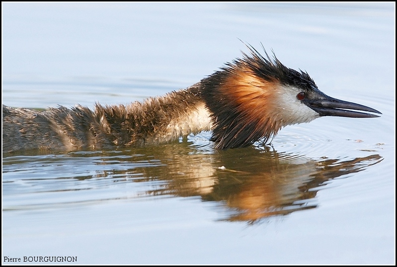 Gr�be hupp� (Podiceps cristatus) par Pierre BOURGUIGNON, photographe animalier