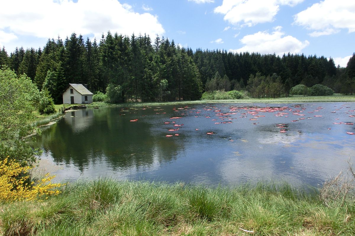 rencontres art nature massif du sancy
