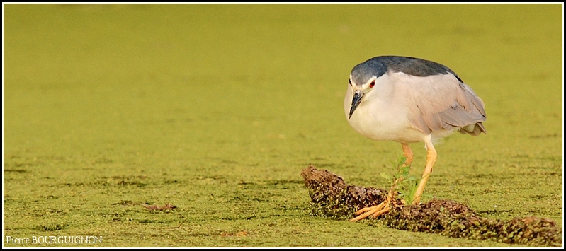 Bihoreau gris (Nycticorax nycticorax) par Pierre BOURGUIGNON, photographe animalier