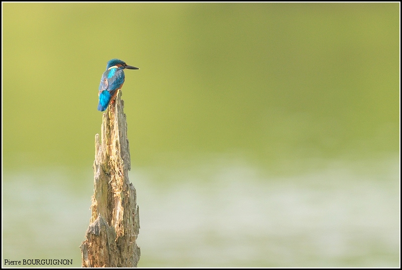 Martin-pcheur d'Europe (Alcedo atthis) par Pierre BOURGUIGNON, photographe animalier, Belgique