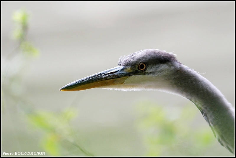 H&eacute;ron cendr&eacute; (Ardea cinerea) par Pierre BOURGUIGNON, photographe animalier, Belgique