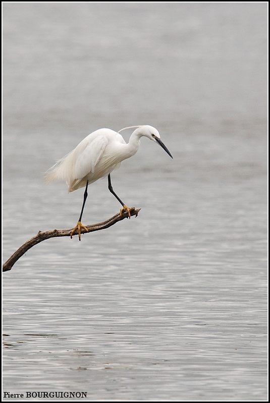 Aigrette garzette (Egretta garzetta) par Pierre BOURGUIGNON, photographe animalier, Belgique