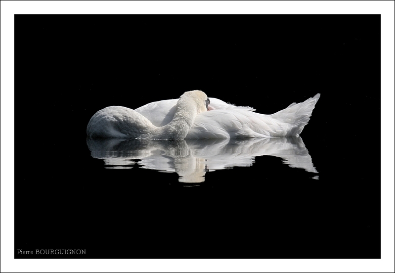 Cygne tuberculé (Cygnus olor) par Pierre BOURGUIGNON, photographe animalier, Belgique