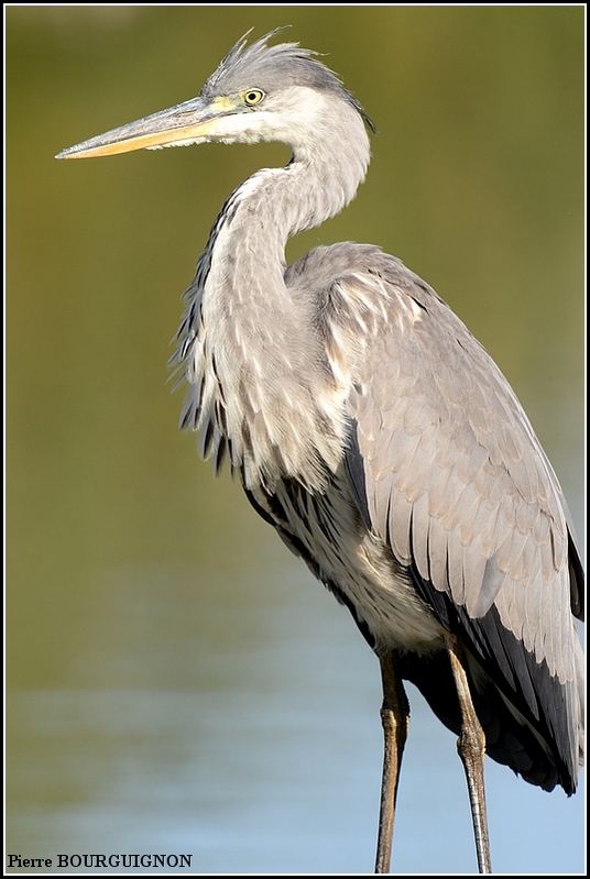 H&eacute;ron cendr&eacute; (Ardea cinerea) par Pierre BOURGUIGNON, photographe animalier, Belgique