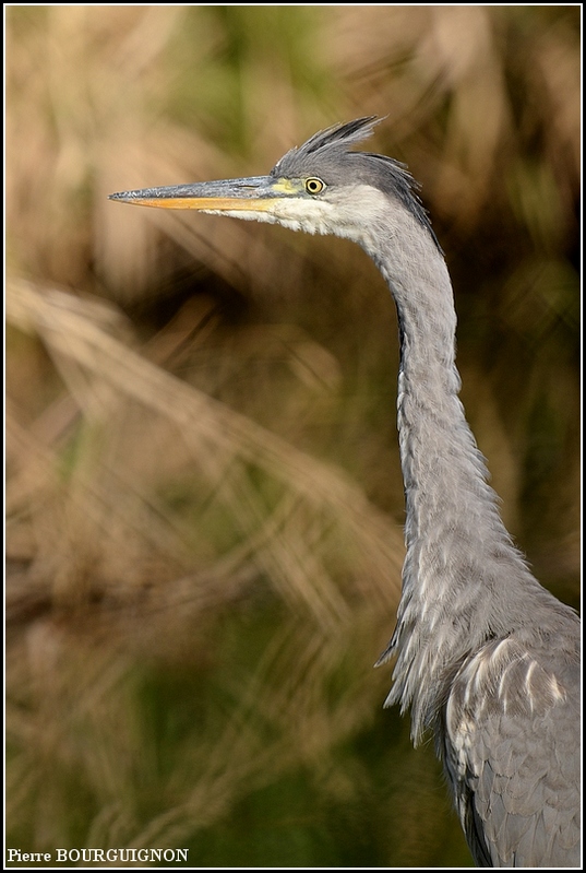 H&eacute;ron cendr&eacute; (Ardea cinerea) par Pierre BOURGUIGNON, photographe animalier, Belgique