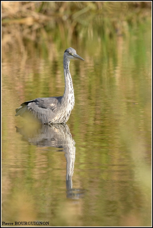 H&eacute;ron cendr&eacute; (Ardea cinerea) par Pierre BOURGUIGNON, photographe animalier, Belgique