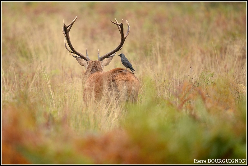 Cerf laphe (cervus elaphus) par Pierre BOURGUIGNON, photographe animalier, Belgique