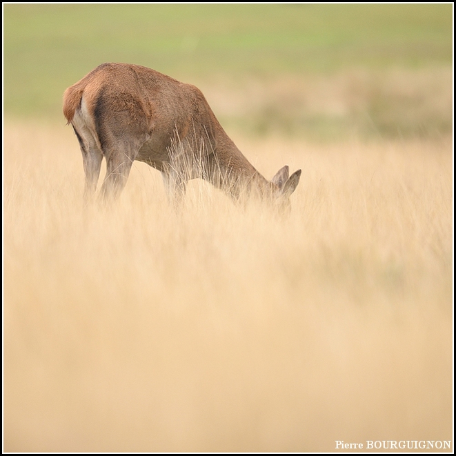 Cerf laphe (cervus elaphus) par Pierre BOURGUIGNON, photographe animalier, Belgique